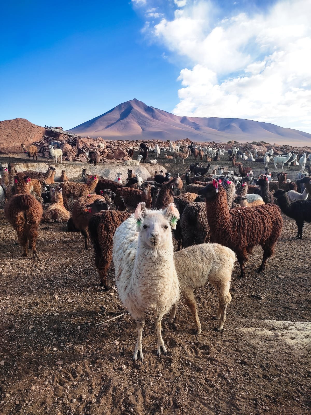 destination_file6a35563f5c8f4-WhatsApp-Image-2026-06-18-at-6.04.45-PM--4-.jpeg